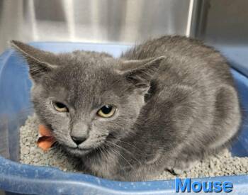Rescue Domestic Short Hair Cats for Adoption in Blountville, Tennessee - Mouse | PetCurious