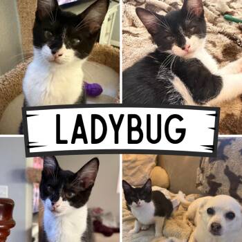 Ladybug -  Domestic Short Hair Cat for Adoption in Orangevale, California - Ladybug | PetCurious