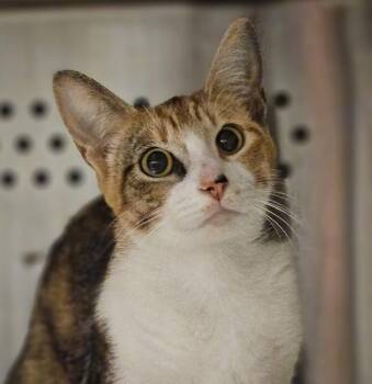 Mama Cheerio -  Domestic Short Hair Cat for Adoption in Oakland, California - Mama Cheerio | PetCurious