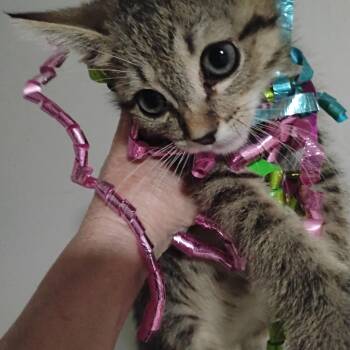pink champange tan tiger 2lbs -  Tiger Cat for Adoption in Phoenix, Arizona - Pink Champange Tan Tiger 2lbs | PetCurious