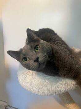 Russian Blue Cats Available for Adoption in Los Angeles, California - Tia | PetCurious
