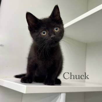 Chuck -  Domestic Short Hair Cat for Adoption in Hazlet, New Jersey - Chuck | PetCurious