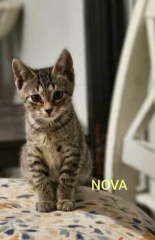 Nova -  Tabby and American Shorthair Cat for Adoption in Shrewsbury, Massachusetts - Nova | PetCurious