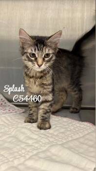 Splash -  Domestic Short Hair Cat for Adoption in Clarksville, Tennessee - Splash | PetCurious
