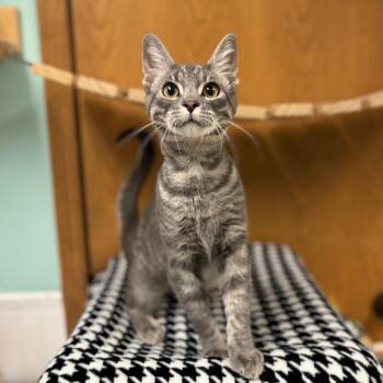 Gollee***ADOPTION PENDING*** -  Domestic Short Hair Cat for Adoption in Fargo, North Dakota - Gollee***ADOPTION PENDING*** | PetCurious