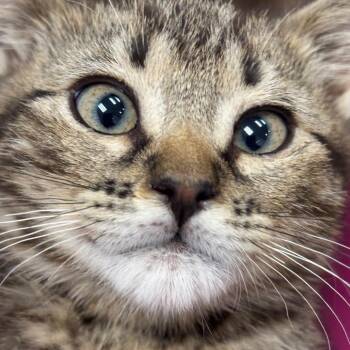 Mud -  Domestic Short Hair Cat Available for Adoption in Denver, Colorado - Mud | PetCurious