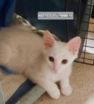 Sofia -  Domestic Medium Hair Cat for Adoption in Deltona, Florida - Sofia | PetCurious