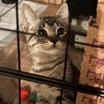 Doot C12561 -  Domestic Short Hair Cat for Adoption - Doot C12561 | PetCurious