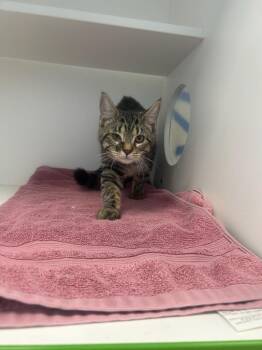 Domestic Short Hair Cats Available for Adoption - Sage | PetCurious