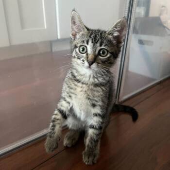 Domestic Short Hair Cats Available for Adoption in Sunnyvale, California - Havarti | PetCurious