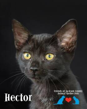 Hector -  Domestic Short Hair Cat for Adoption in Ocean Springs, Mississippi - Hector | PetCurious