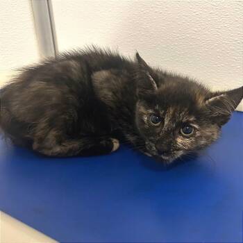 Eeney -  Domestic Short Hair Cat for Adoption in Binghamton, New York - Eeney | PetCurious