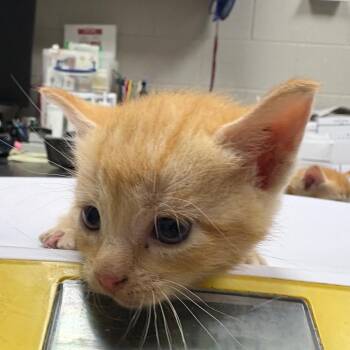 Desi -  Domestic Short Hair Cat for Adoption in Lufkin, Texas - Desi | PetCurious