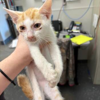 Dale -  Domestic Short Hair Cat for Adoption in Columbiana, Alabama - Dale | PetCurious