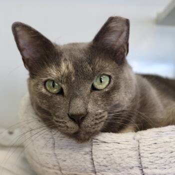 Rescue Domestic Short Hair Cats for Adoption in Wheeling, Illinois - Sally | PetCurious