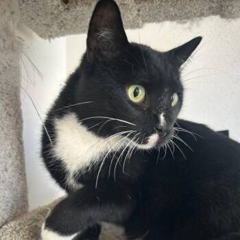 Panthro -  Domestic Short Hair Cat for Adoption in Park City, Utah - Panthro | PetCurious
