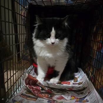 Rescue Domestic Long Hair Cats for Adoption in Grantsville, Utah - Floof | PetCurious