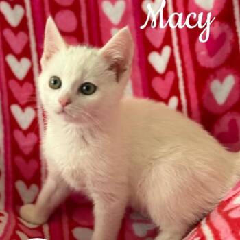 Macy -  Domestic Short Hair Cat for Adoption in Washington, Pennsylvania - Macy | PetCurious