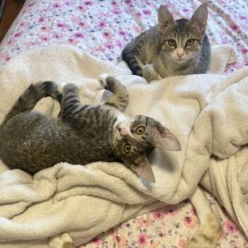 Kent -  Domestic Short Hair Cat for Adoption in Wantagh, New York - Kent | PetCurious