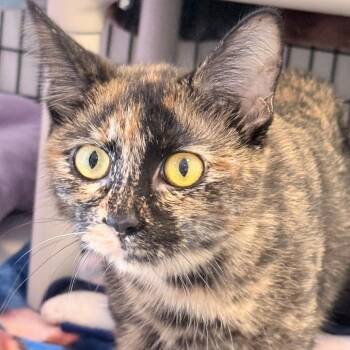 Kitty Najimy -  Domestic Short Hair Cat for Adoption in Chicago, Illinois - Kitty Najimy | PetCurious