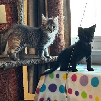 Domestic Short Hair Cats Available for Adoption in Normal, Illinois - Foxglove | PetCurious