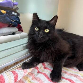 Peekay -  Domestic Long Hair Cat for Adoption in State College, Pennsylvania - Peekay | PetCurious
