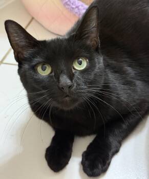 Rescue Domestic Short Hair Cats for Adoption in Alexandria, Virginia - Penelope | PetCurious