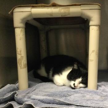 Gargamel -  Domestic Short Hair Cat for Adoption in Marshall, Virginia - Gargamel | PetCurious