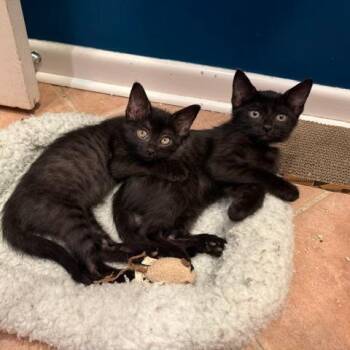 Lulu -  Domestic Short Hair Cat for Adoption in Spokane, Washington - Lulu | PetCurious