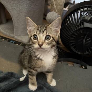 Eevee -  Domestic Medium Hair Cat for Adoption in Ferndale, Washington - Eevee | PetCurious