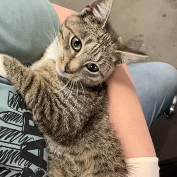 Domestic Short Hair Cats Available for Adoption - Valentine | PetCurious