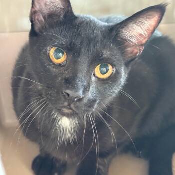Lil Fred -  Domestic Short Hair Cat for Adoption in Leander, Texas - Lil Fred | PetCurious
