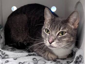 Chicken Wing -  Domestic Short Hair Cat for Adoption in Austin, Texas - Chicken Wing | PetCurious
