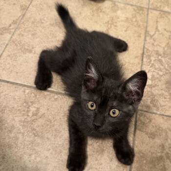 Eeyore -  Domestic Short Hair Cat for Adoption in Temecula, California - Eeyore | PetCurious