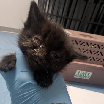 Toast -  Domestic Short Hair Cat for Adoption in Watertown, New York - Toast | PetCurious