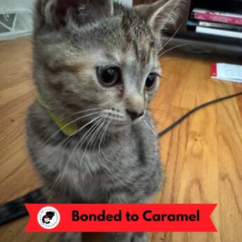 Sprinkle -  Domestic Short Hair Cat Available for Adoption in Skokie, Illinois - Sprinkle | PetCurious
