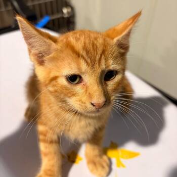 Wren -  Domestic Short Hair Cat for Adoption in Tampa, Florida - Wren | PetCurious