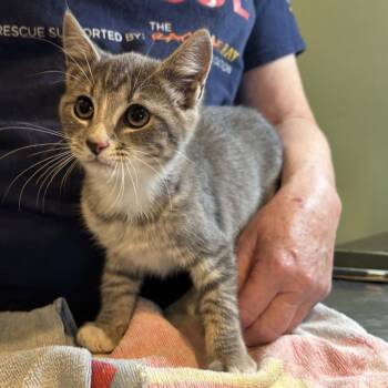 NCI5648 Redding -  Domestic Short Hair Cat for Adoption in Port Washington, New York - NCI5648 Redding | PetCurious