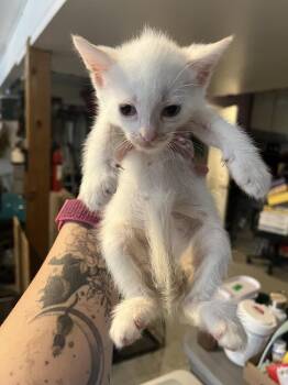 Niko -  Domestic Short Hair Cat for Adoption in Emerald Isle, North Carolina - Niko | PetCurious