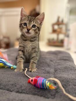 Domestic Short Hair Cats Available for Adoption in North Babylon, New York - Stanley | PetCurious