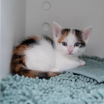 Nenita -  Domestic Long Hair Cat for Adoption in New York, New York - Nenita | PetCurious