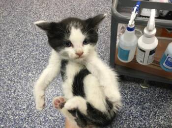 Domestic Short Hair Cats Available for Adoption in Thousand Palms, California - A1911149 | PetCurious