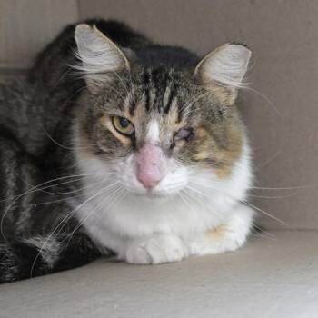 Eduardo -  Domestic Long Hair Cat for Adoption in Austin, Texas - Eduardo | PetCurious