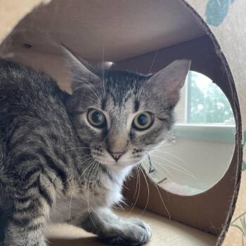 Domestic Short Hair Cats Available for Adoption in Saint Charles, Missouri - Mothball | PetCurious