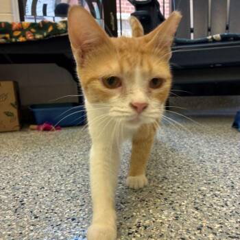 Mango -  Domestic Short Hair Cat for Adoption in Dayton, Ohio - Mango | PetCurious