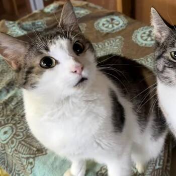 Domestic Short Hair Cats Available for Adoption - Valentina | PetCurious