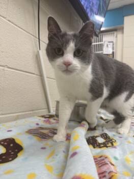 CARLOS -  Domestic Short Hair Cat for Adoption in Hagerstown, Maryland - CARLOS | PetCurious