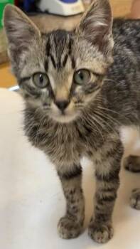 Domestic Short Hair Cats Available for Adoption - NOODLE | PetCurious