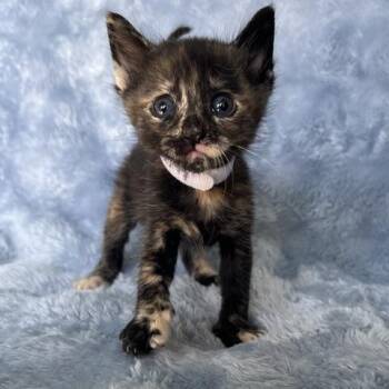 DEE TEE -  Domestic Short Hair Cat for Adoption in Camarillo, California - DEE TEE | PetCurious