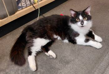 Domestic Medium Hair Cats Available for Adoption in Marvin, North Carolina - Star | PetCurious
